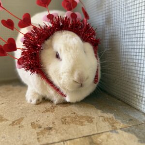 Some Bunny Loves You!