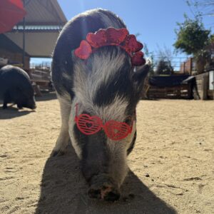 Be Mine, Valentine Swine!