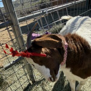 Goat and Kisses!