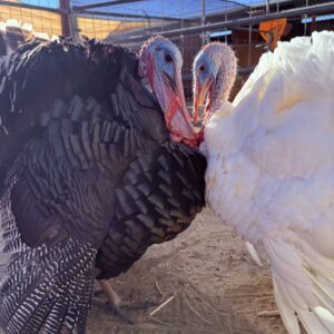 Sponsor a Turkey This Thanksgiving!
